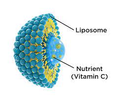 <p>often deliver viruses or drugs</p><p>A phospholipid bilayer that entraps an aqueous core.</p><p><img src="https://www.colloid-metrix.de/fileadmin/_processed_/c/e/csm_1_structure_of_micelles_and_liposomes_2e5ec7eaea.png" alt="Colloid Metrix: Inline particle size measurement of micelles and liposomes" width="567.125" height="329.375"></p>