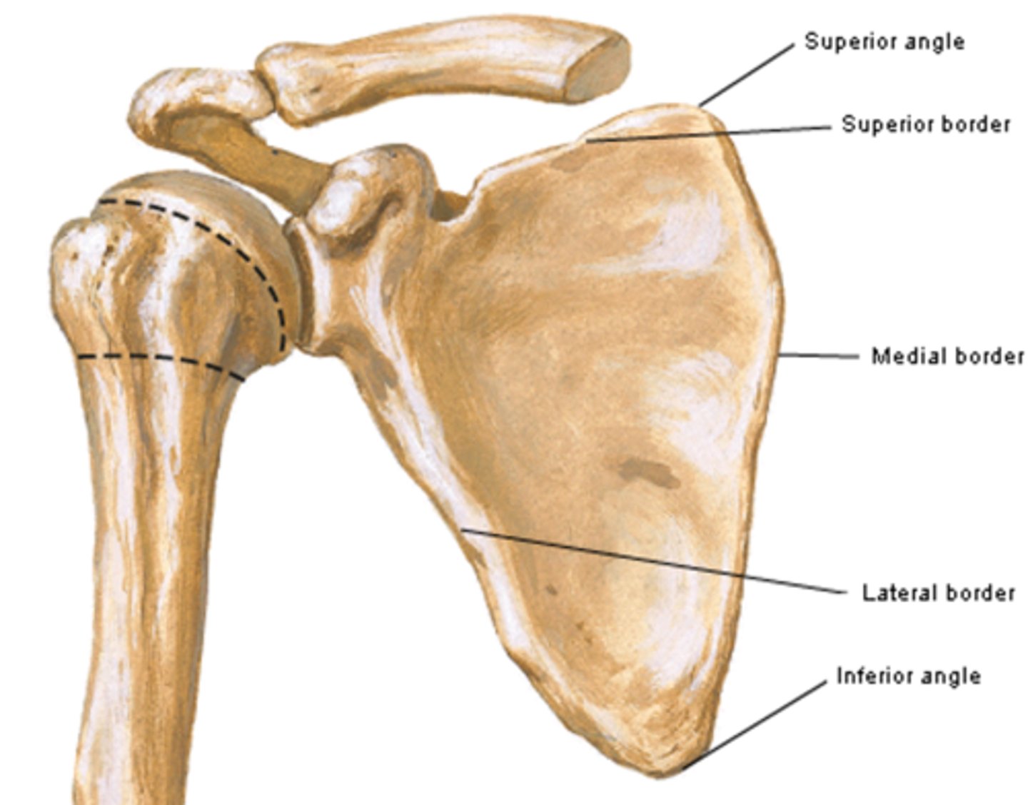 <p>runs parallel to spinous processes of the vertebrae</p>