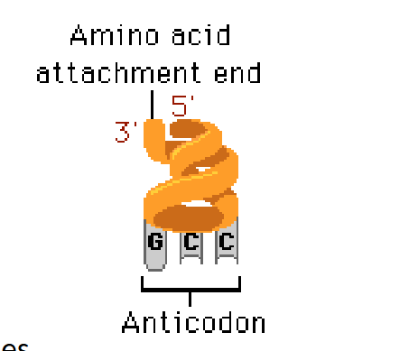 <p>couple, activate and transport amino acid residues to</p><p>the ribosome</p><p></p><p>• tRNAs are encoded by tRNA genes.</p><p>• All tRNA molecules are similar in size and shape.</p><p>• All tRNAs hebben CCA at the 3' end to which the amino acid attaches.</p><p>• At the other "end" of the tRNA molecule is the anticodon, which, during translation, "reads" the matching codon on the mRNA.</p>
