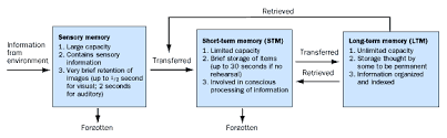 <p></p><ul><li><p>Sensory memory…something that ur senses are picking up</p></li><li><p>Short term memory (working memory)…up to 30 seconds …about 7 items</p></li><li><p>Long term memory ….storage is unlimited ..and the memory lasts long forever</p></li></ul>