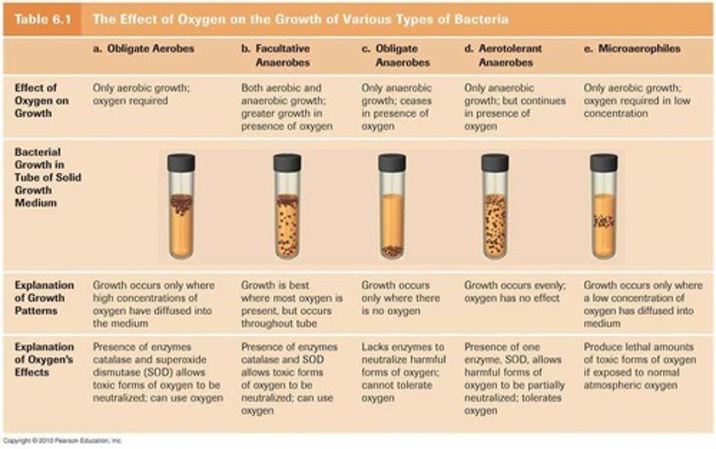 <p>Bacteria that <strong>cannot use oxygen for metabolism but are not harmed by its presence</strong></p>