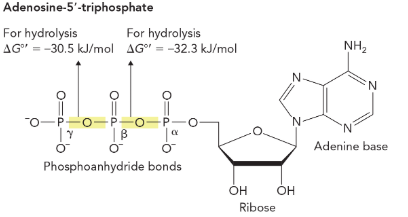 <p>phosphoanhydride bonds </p>