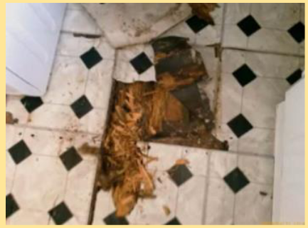 <p>Wet Rot</p>