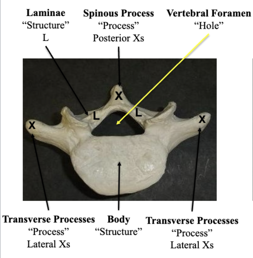 <p>Lamina</p><p></p>