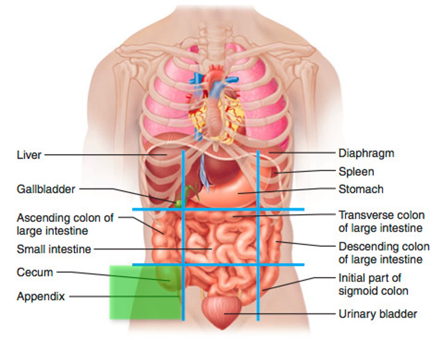 <p>cecum, appendix</p>