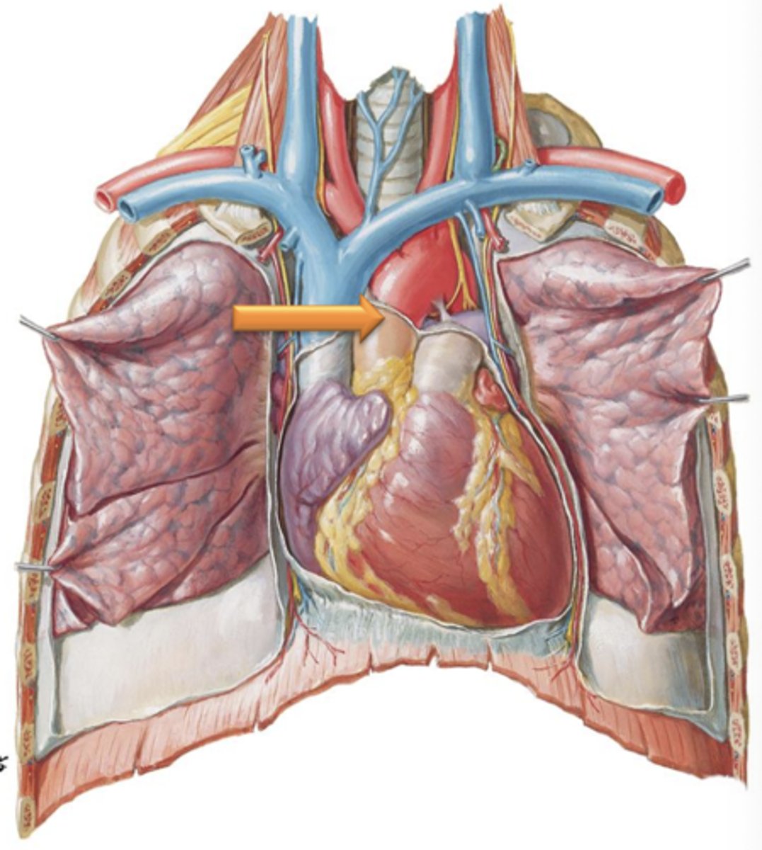 <p>Region of aorta that courses posteriorly and to the left giving off its major branches</p>