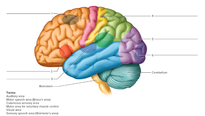 <p>Label the following: Functional areas of the cerebrum</p>