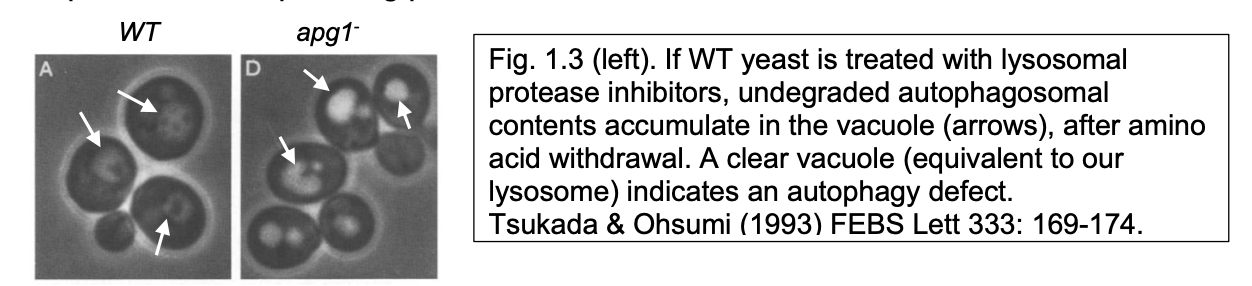 <ul><li><p>‘Autophagic' bodes’ accumulates in yeast vacuoles with <strong>imparied protease activity</strong></p></li><li><p>Loss of ABs can be used to screen for mutants with defective autophagy</p></li><li><p>Recovery of ATG mutants (apg in yeast) or blockage using drugs identified </p><ul><li><p>components of autophagy machinery </p></li><li><p>and defined steps depending of where autophagy was blocked</p></li></ul></li></ul><p></p>