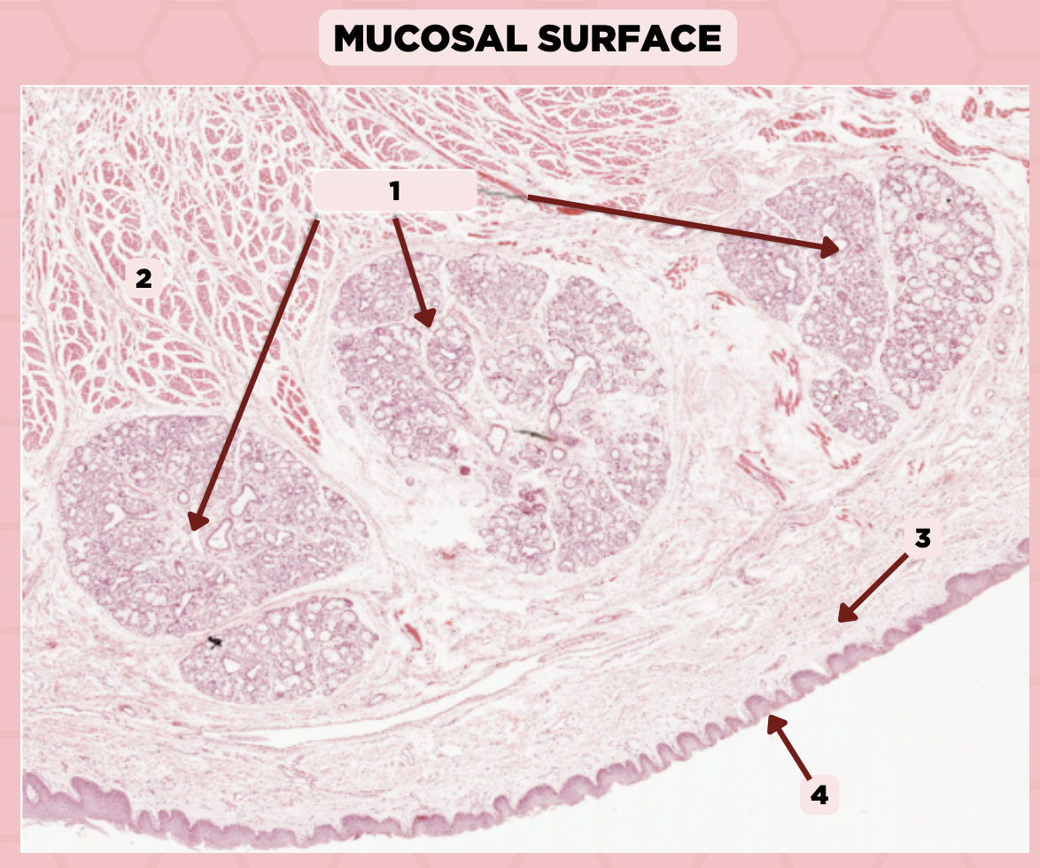 <p>Identify the structure labeled as 4.</p>