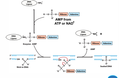 <p>links two existing DNA chains via PDE linkage</p><ol><li><p>grabs AMP from ATP or NAD+</p></li><li><p>adds onto itself to activate</p></li><li><p>scans DNA for substrate (nick)</p></li><li><p>adds AMP to 5’P of DNA as a good leaving group (GLG)</p></li><li><p>3’OH attacks 5’P, forms PDE bond, remove AMP</p></li><li><p>bond is sealed</p></li></ol><p>in vivo, seals nicks</p>