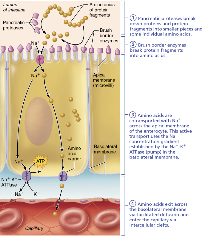 <ol><li><p><span style="color: green;"><strong><mark data-color="green" style="background-color: green; color: inherit;"><span>Pancreatic proteases</span></mark></strong></span> break down <span style="color: blue;"><strong><mark data-color="blue" style="background-color: blue; color: inherit;"><span>proteins</span></mark></strong></span> and protein fragments into <span style="color: red;"><span>smaller pieces</span></span> and some individual <span style="color: red;"><strong><span>amino acids</span></strong></span></p><ul><li><p><span style="color: green;"><strong><span>Trypsin</span></strong></span> &amp; <span style="color: green;"><strong><span>Chymotrypsin</span></strong></span> cleave protein into smaller peptides&nbsp;</p></li><li><p><span style="color: green;"><strong><span>Carboxypeptidase</span></strong></span> takes off the amino acid at a time from end</p></li></ul></li><li><p><span style="color: green;"><strong><mark data-color="green" style="background-color: green; color: inherit;"><span>Brush border enzymes</span></mark></strong></span> break <span style="color: blue;"><strong><span>protein fragments</span></strong></span> into <span style="color: red;"><strong><span>amino acids</span></strong></span></p><ul><li><p><span style="color: green;"><strong><span>Amino-peptidases</span></strong></span>, <span style="color: green;"><strong><span>Carboxypeptidases</span></strong></span>, and <span style="color: green;"><strong><span>Dipeptidases</span></strong></span> break oligopeptides and dipeptides into amino acids</p></li></ul></li><li><p><span style="color: red;"><strong><span>Amino acids</span></strong></span> are <strong>cotransported</strong> across the <span style="color: purple;"><strong><mark data-color="purple" style="background-color: purple; color: inherit;"><span>apical membrane of the absorptive epithelial cell</span></mark></strong></span></p><ul><li><p>This active transport uses the Na+ concentration gradient established by the Na+-K+ ATPase (pump) in the basolateral membrane</p></li></ul></li><li><p><span style="color: red;"><strong><span>Amnio acids</span></strong><span> exit</span></span> across the <span style="color: purple;"><strong><mark data-color="purple" style="background-color: purple; color: inherit;"><span>basolateral membrane</span></mark></strong></span> via facilaited diffusion and enter the <span style="color: purple;"><strong><mark data-color="purple" style="background-color: purple; color: inherit;"><span>capillary</span></mark></strong></span> via intercellular clefts&nbsp;</p></li></ol><p></p>
