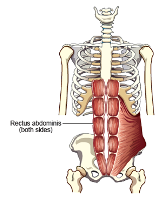 <p><span style="font-family: Century Gothic">Rectus Abdominus</span></p>