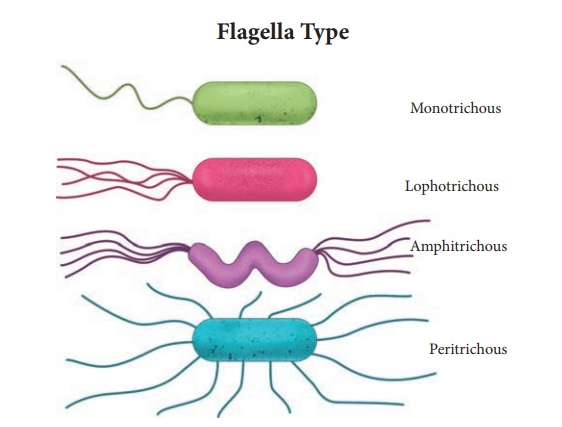 <p><span style="color: red">Monotrichous-single flagellum</span></p><p><span style="color: red">Amphitrichous- Flagella tuft @ each pole</span></p><p><span style="color: red">Lophotrichouos- Flagella tuft @ 1 pole</span></p><p><span style="color: red">Peritrichous- Flagella covering whole surface</span></p>