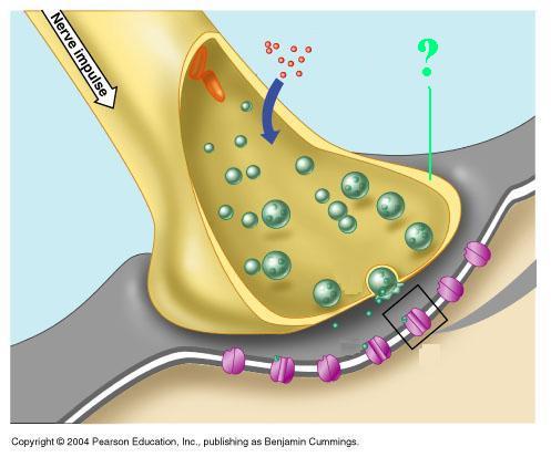 <p><span><span>Identify the indicated part of a synapse</span></span></p>