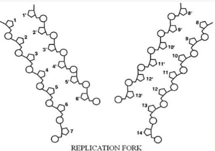 <p>If base 6 is adenine, what is base 6’?</p>