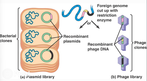<p>Gene Libraries</p>