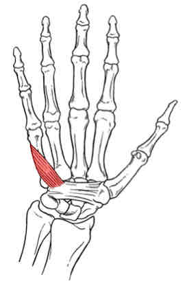 <p>Opponens Digiti Minimi</p>
