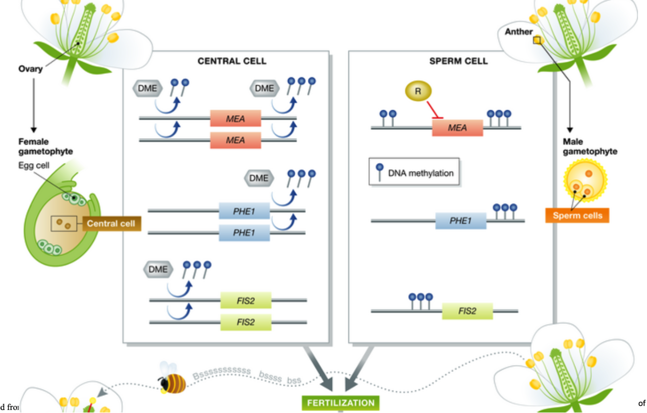 <p>MEA and FIS2</p><p>PHE1</p>