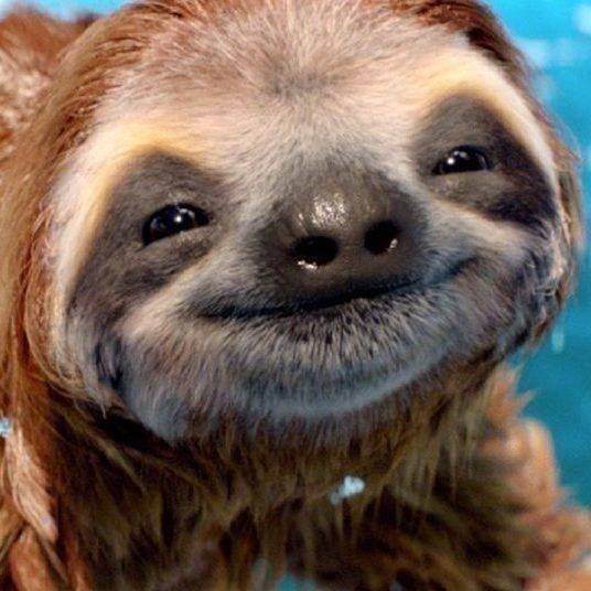 <p>sloths and anteaters </p><p>hindfoot is four toed and forefoot is 2 or 3 toed. </p>