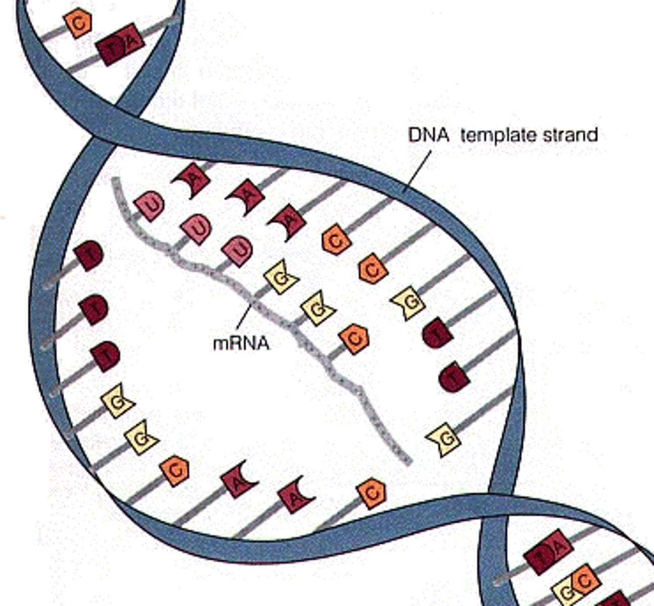 <p>Carries the message from DNA in the nucleus via transcription of the gene; it travels into the cytoplasm to be translated.</p>