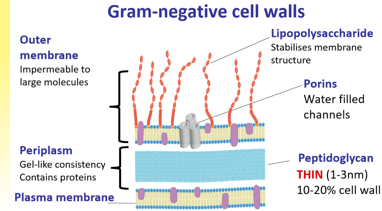 <p><u>gram positive</u> </p><ul><li><p>stains purple </p></li><li><p>has a thick peptidoglycan layer</p></li><li><p>within the peptidoglycan layer there are teichoic acids and lipoteichoic acids </p></li><li><p>e.g. staphylococcus aureus </p></li></ul><p><u>gram negative</u> </p><ul><li><p>stains pink </p></li><li><p>has a thin layer of peptidoglycan </p></li><li><p>its surrounded by a lipopolysaccharide outer membrane too </p></li><li><p>in-between the lipopolysaccharides there are porins which are water filled channels</p></li><li><p>e.g. E.coli</p></li></ul><p></p>