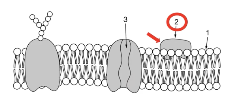 <p>loosely bound to the surface of the membrane</p>