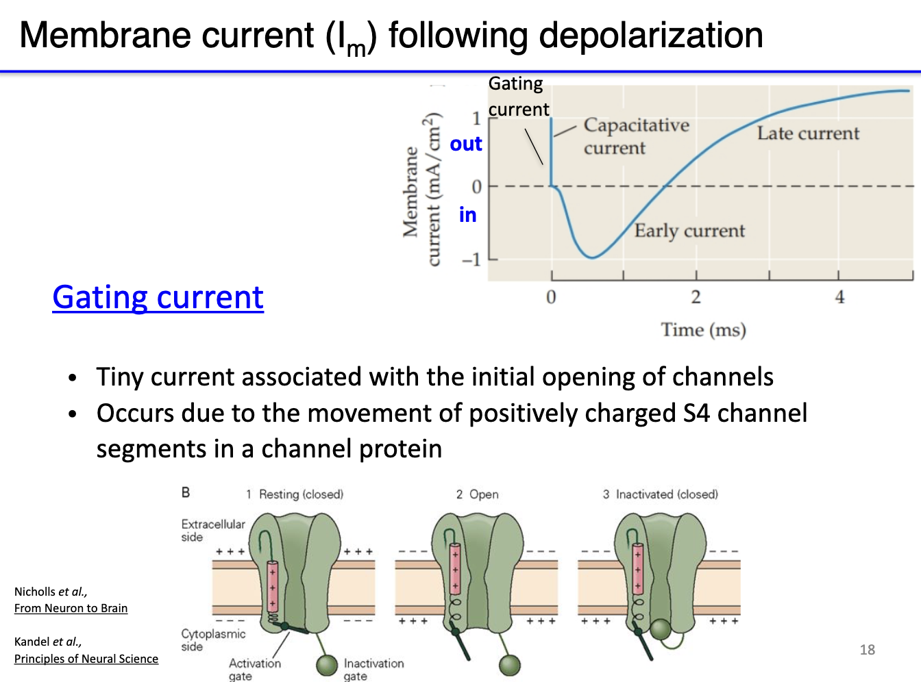 <ul><li><p>A <strong>tiny current</strong> caused by movement of <strong>charged parts of channel proteins</strong>.</p></li><li><p>Specifically, movement of <strong>positively charged S4 segments</strong> during channel opening.</p></li><li><p>Build up of positive charge on inner leaflet repels positive charge on S4 → moves to extracellular side → channel opens&nbsp;</p></li><li><p>Reflects <strong>voltage sensor movement</strong>, not ions moving through the channels.</p></li></ul><p></p>