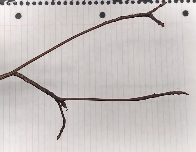 <p>greenish or purplish twig, lenticals along twig - forked twig at end - pseudo pointy terminal, apressed lateral buds against twig and somewhat fuzzy</p>