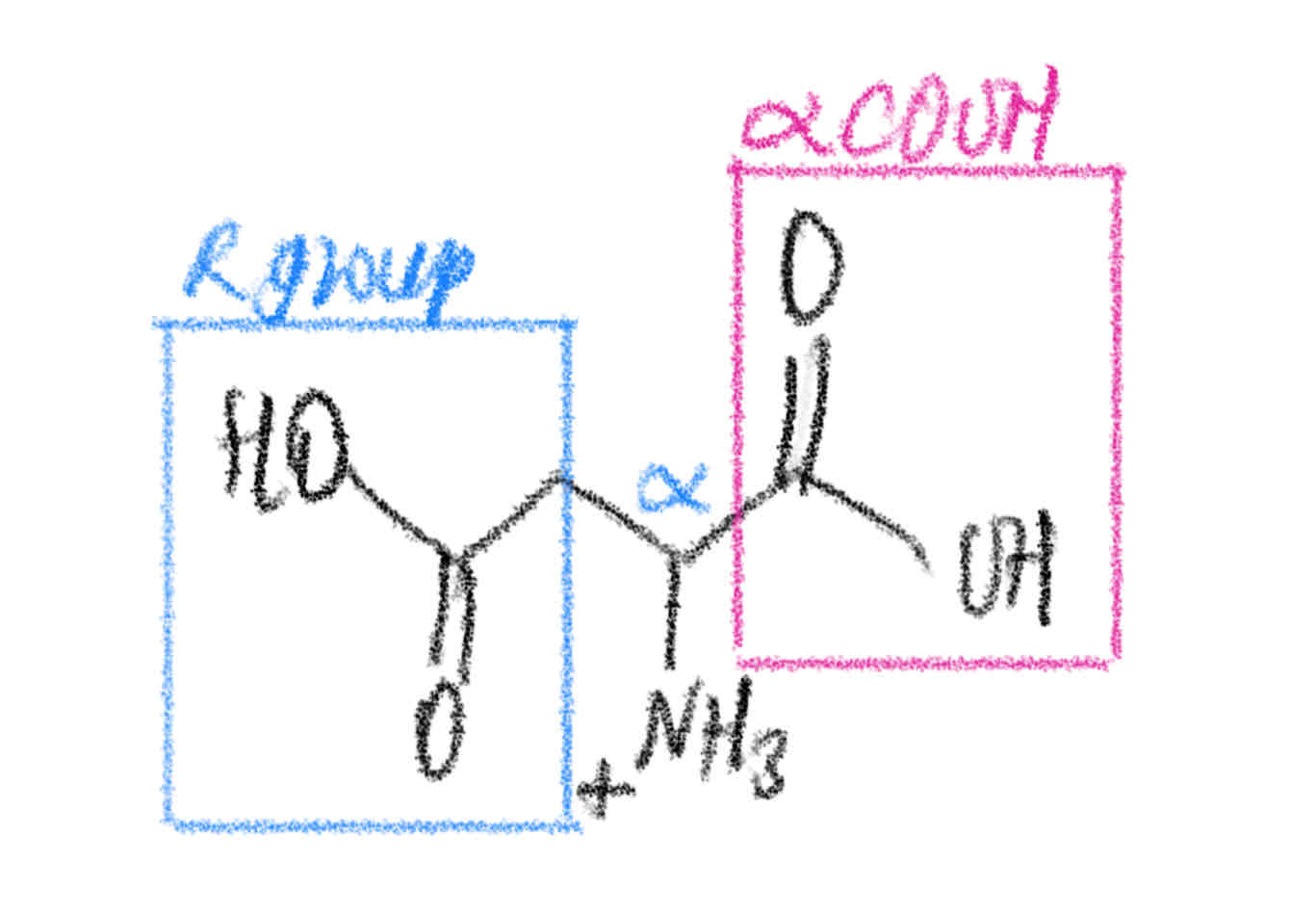 <p>[AMINO ACIDS]</p><p>Which COOH group gets deprotonated first?</p>