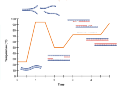 <p>Changing and Cycling temperatures (in the correct order):</p><p>• Denaturing (90-100ºC)</p><p>• Annealing Primers (30-65ºC)</p><p>• Extending the molecule (72ºC)</p>