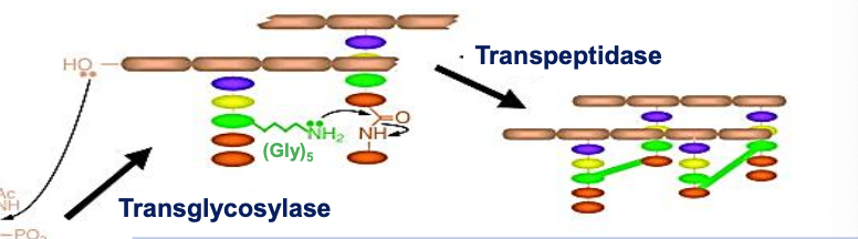 <p>Binds to substrate of transglcocylase/transpeptidase (d-Ala-d-Ala) of lipid II - preventing the action of both enzymes</p><p></p><p>A glycopeptide</p>