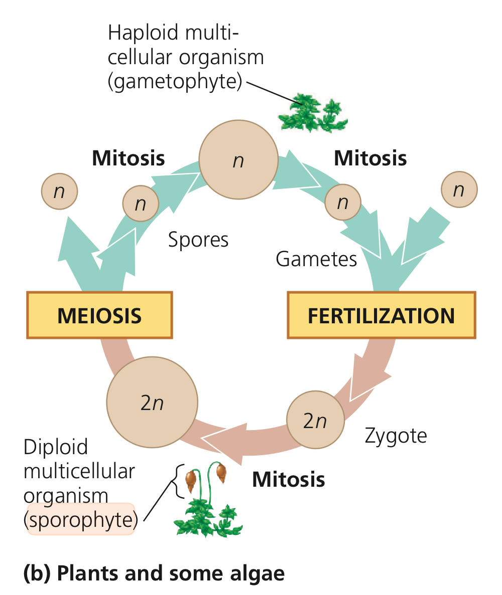 <ol><li><p><strong>Diploid sporophyte</strong></p><ul><li><p>Results from the syngamy (fusion) of two gametes</p></li></ul></li><li><p>The sporophyte bears the sporangia </p></li><li><p><strong>Sporangia (s. sporangium)</strong>: vessel for spores</p><ul><li><p>reproductive sac in which spores are formed</p></li></ul></li><li><p><strong><mark data-color="red" style="background-color: red; color: inherit">Sporocytes</mark></strong>: mother <mark data-color="red" style="background-color: red; color: inherit">diploid cell</mark> that <mark data-color="purple" style="background-color: purple; color: inherit">produces haploid spores by meiosis</mark></p><ul><li><p><mark data-color="purple" style="background-color: purple; color: inherit">Haploid spores</mark> are later released by the sporangia &amp; disperse in the environment</p></li></ul></li><li><p><strong><mark data-color="purple" style="background-color: purple; color: inherit">Haploid spore </mark>germinates → </strong>generates a multicellular haploid <mark data-color="#d7e2d0" style="background-color: #d7e2d0; color: inherit">gametophyte</mark> by <strong>mitosis</strong></p><ul><li><p><mark data-color="#d7e2d0" style="background-color: #d7e2d0; color: inherit">haploid gametophyte</mark> give rise to gametes by mitosis</p></li><li><p><mark data-color="#d7e2d0" style="background-color: #d7e2d0; color: inherit">haploid gametophyte</mark> supports the diploid zygote formed from the fusion of gametes and the resulting young <mark data-color="red" style="background-color: red; color: inherit">diploid sporophyte </mark></p></li></ul></li><li><p>The sporophyte generation produces a gametophyte as its offspring → gametophyte generation produces a sporophyte</p></li></ol><p></p>