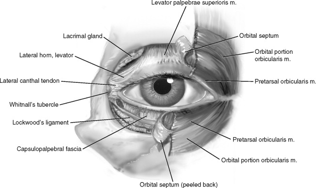 <p>Muscles + nerves involved in opening/closing of eyes</p>