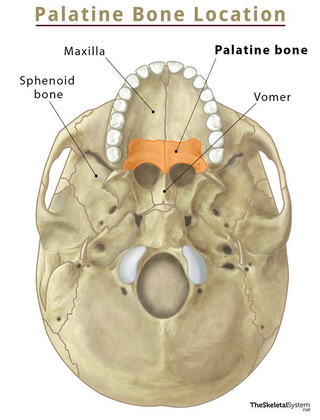 <p>2 L-shaped bones which form two bony plates.</p><p>Horizontal plate: Joined at the medial palatine suture and form part of the hard palate.</p><p>Vertical plate: Forms part of the nasal septum (cavity and orbit</p>