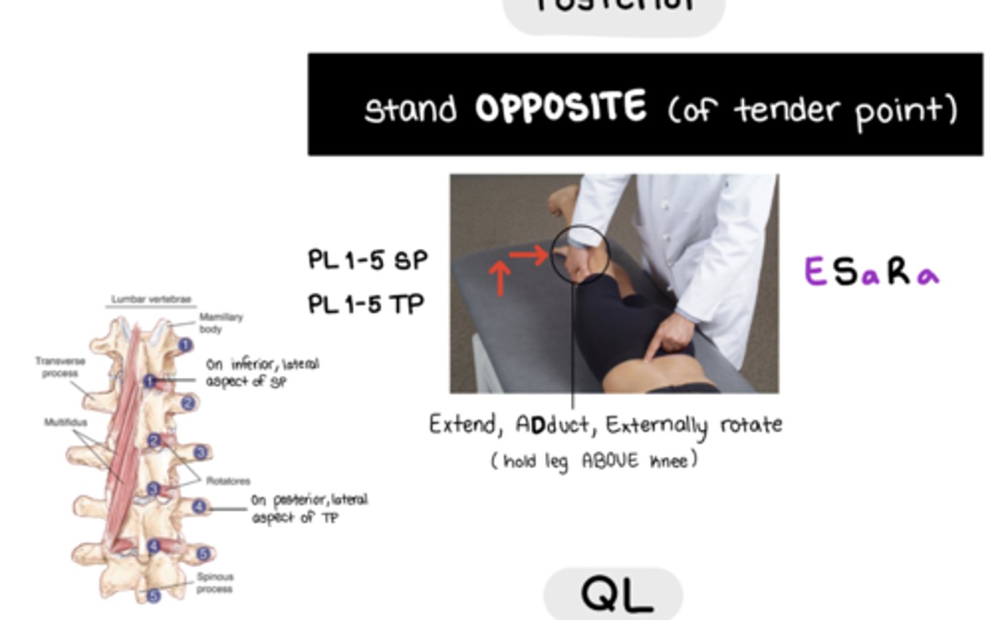 <p>E Sa Ra</p><p>EXTEND, ADDUCT, EXTERNALLY ROTATE</p><p>Stand OPPOSITE of TP</p><p>hold leg ABOVE knee</p><p><span style="background-color: transparent;"><strong><span>When standing on same side</span></strong></span></p><ul><li><p><span style="background-color: transparent;"><span>Use your knee to lift leg closest to you to externally rotate, extend, and ADduct</span></span></p></li></ul><p></p>