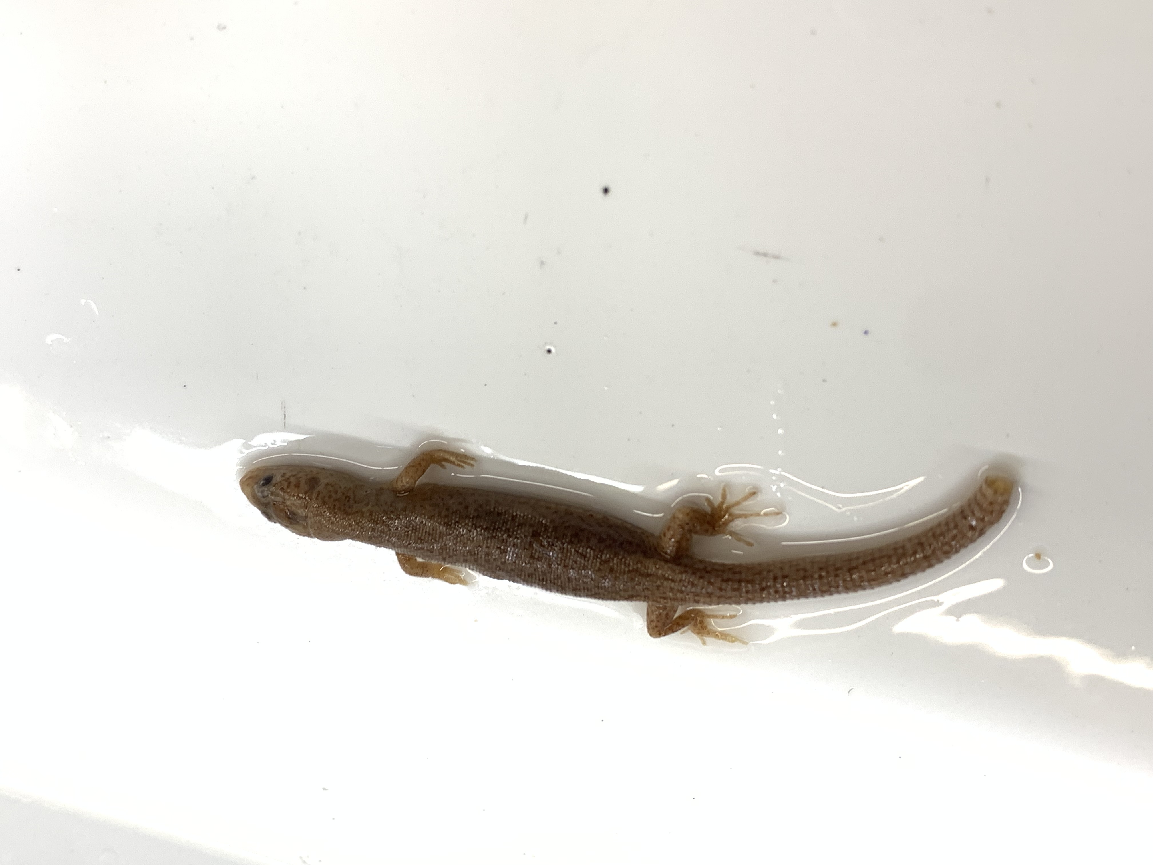 Clade, Family, Genus sp. 