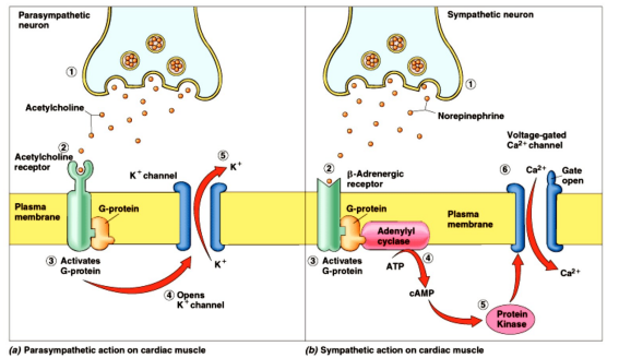 <p>- antagonistic effects - oppose eachother</p><p>- May be exerted through dual innervation of same effector cells (heart rate decreases (parasympathetic) or heart rate increases (sympathetic)</p>
