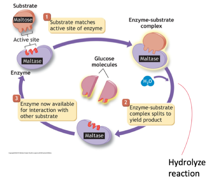 <p>Substrate fits into the active site of the enzyme like a lock fitting a key (highly specific)</p><p></p><p>The enzyme itself doesn’t change at all but it facilitates the breakdown of a substrate</p>