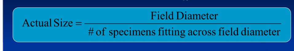 <p>Field diameter</p><ul><li><p>Determine by evaluating which objective lens was used to view specimen</p></li><li><p>Ensure units are μm</p></li></ul><p># of specimens fitting across field diameter</p><ul><li><p>Estimate how many specimens fit across the field diameter width wise</p></li></ul><p></p>