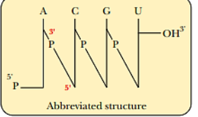 <p><strong><u>Diagonal </u></strong><span><strong><u>lines</u></strong> through the letter P represents a _____</span></p>