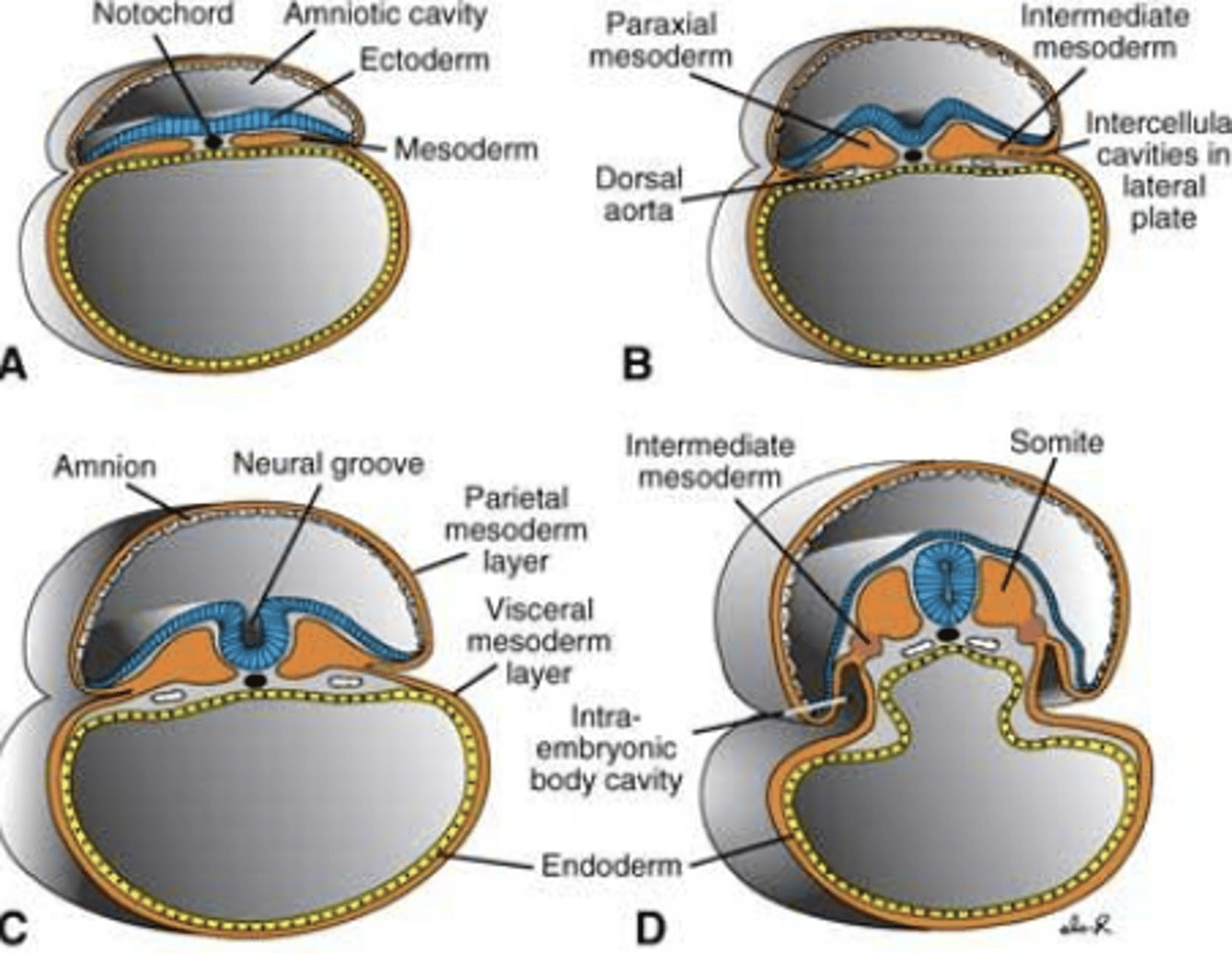 <p>notochord</p><p>dorsal mesoderm</p><p>intermediate mesoderm</p><p>lateral mesoderm</p><p>head mesenchyme</p>
