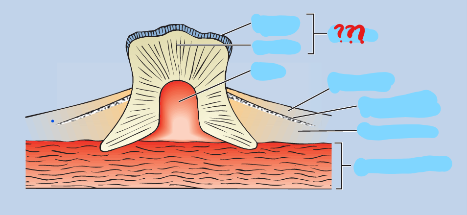 <p>present in most Chondrichthyes; small placoid scales arising from and seated in the dermis; comprised of a bone-like calcified matrix called dentine, and each scale projects through the epidermis; wear and are replaced through the life of the fish</p>