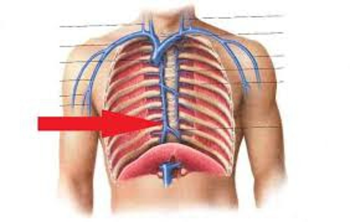 <p>(only on right side of body and drains into superior vena cava)</p>
