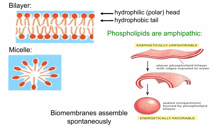 <ul><li><p>Amphipathic molecule (hydrophilic/phobic)&nbsp;</p></li><li><p>Spontaneously arrange in (aq) solution to form a micelle</p><ul><li><p>bubble-like structure</p></li><li><p>Produced when single sheet of phopholipids assemble </p></li><li><p>Hydrophilic wall and hydrophobic core </p></li></ul></li><li><p>At higher [phospholipids], they spontaneously assemble to form bilayer </p></li></ul><p></p>
