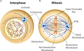 <p>centrosomes</p>