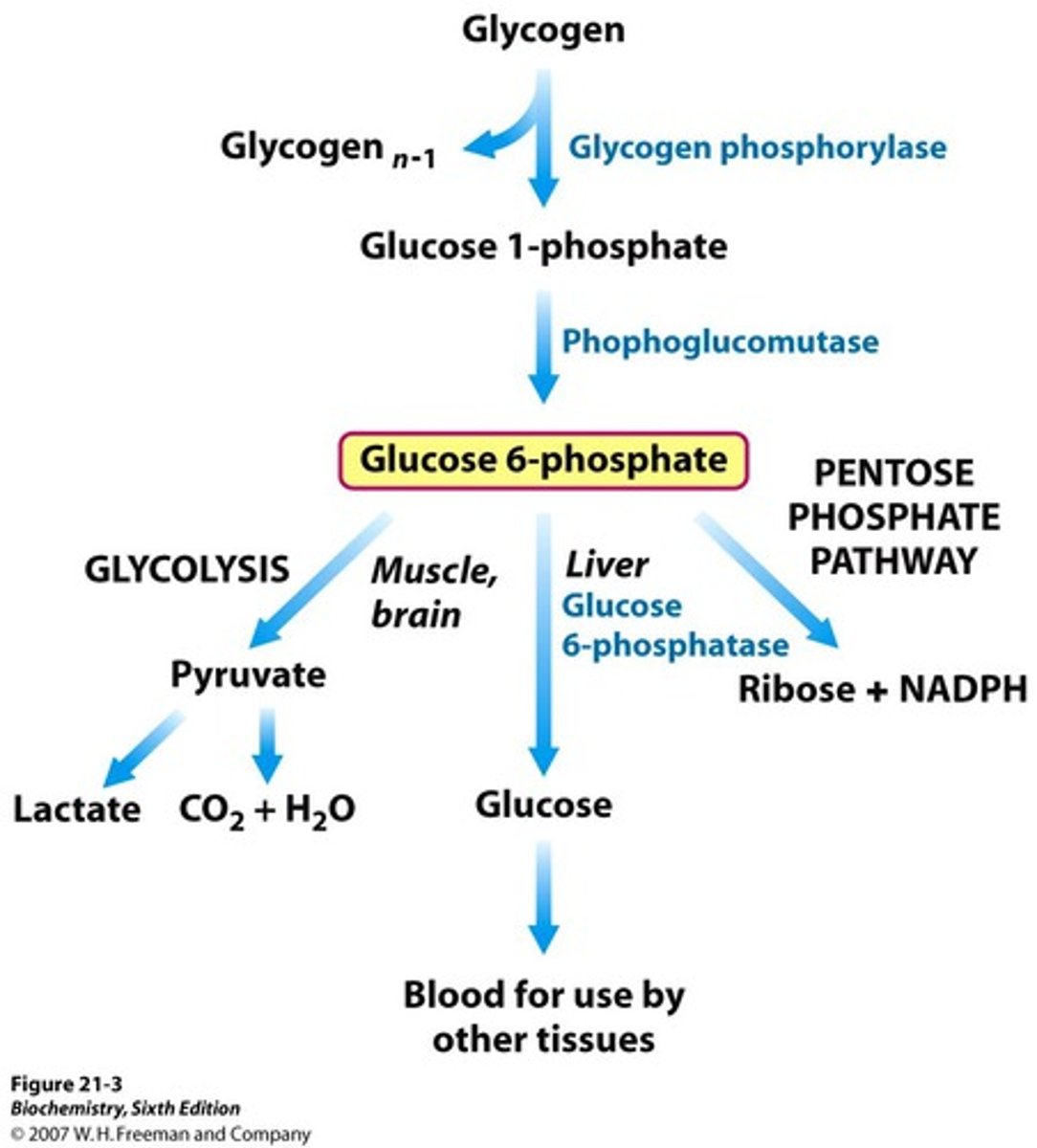 <p>AKA the hexose monophosphate shunt.</p><p>Occurs in the cytoplasm of most cells, generating NADPH and sugars (ribose 5-phosphate) for DNA biosynthesis.</p><p>Uses glucose-6-phosphate to make ribose 5-phosphate</p><p>Oxidative phase and non oxidative phase</p>