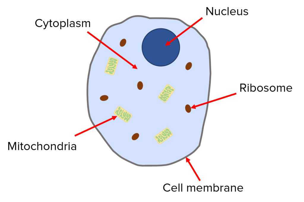 <ol><li><p>Mitochondria (energy)</p></li><li><p>Ribosomes (protein synthesis)</p></li><li><p>Cell membrane (Controls in&amp;out)</p></li><li><p>Nucleus (contains genetic material)</p></li><li><p>Cytoplasm (chemical reactions)</p></li></ol>