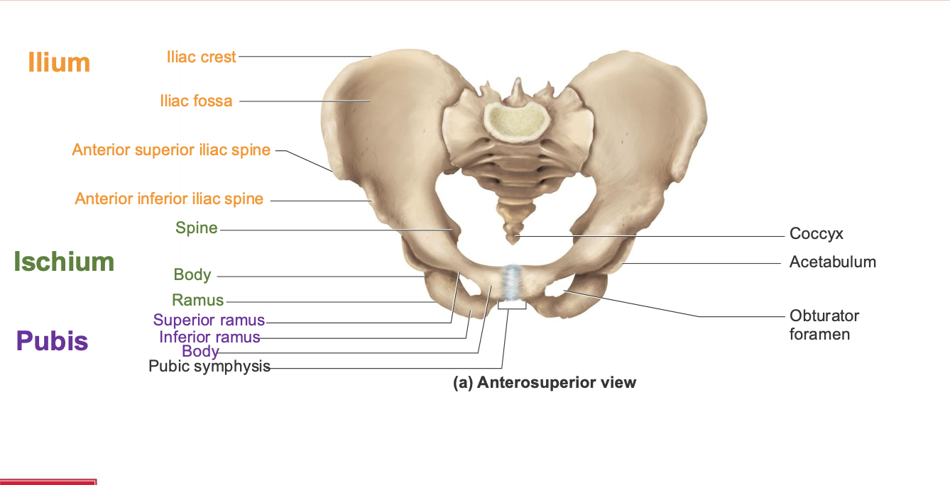 <ol><li><p><span style="background-color: transparent;"><span>Ilium</span></span></p><ol><li><p><span style="background-color: transparent;"><span>Iliac crest</span></span></p></li><li><p><span style="background-color: transparent;"><span>Iliac fossa</span></span></p></li><li><p><span style="background-color: transparent;"><span>Anterior superior iliac spine</span></span></p></li><li><p><span style="background-color: transparent;"><span>Anterior inferior iliac spine</span></span></p></li></ol></li><li><p><span style="background-color: transparent;"><span>Ishium</span></span></p><ol><li><p><span style="background-color: transparent;"><span>Spine</span></span></p></li><li><p><span style="background-color: transparent;"><span>Body ramus</span></span></p></li></ol></li><li><p><span style="background-color: transparent;"><span>Pubis </span></span></p><ol><li><p><span style="background-color: transparent;"><span>Superior ramus</span></span></p></li><li><p><span style="background-color: transparent;"><span>Inferior ramus </span></span></p></li><li><p><span style="background-color: transparent;"><span>Body </span></span></p></li><li><p><span style="background-color: transparent;"><span>Pubic symphysis</span></span></p></li></ol></li><li><p><span style="background-color: transparent;"><span>Coccyx</span></span></p></li><li><p><span style="background-color: transparent;"><span>Acetabulum</span></span></p></li><li><p><span style="background-color: transparent;"><span>Obturator foramen </span></span></p></li></ol><p></p>