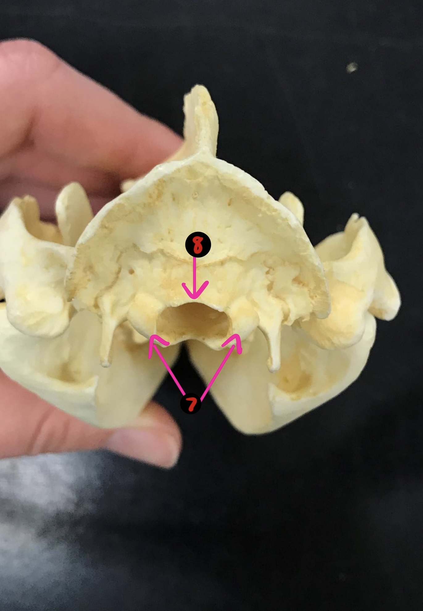 <p>Opossum skull- 7</p>