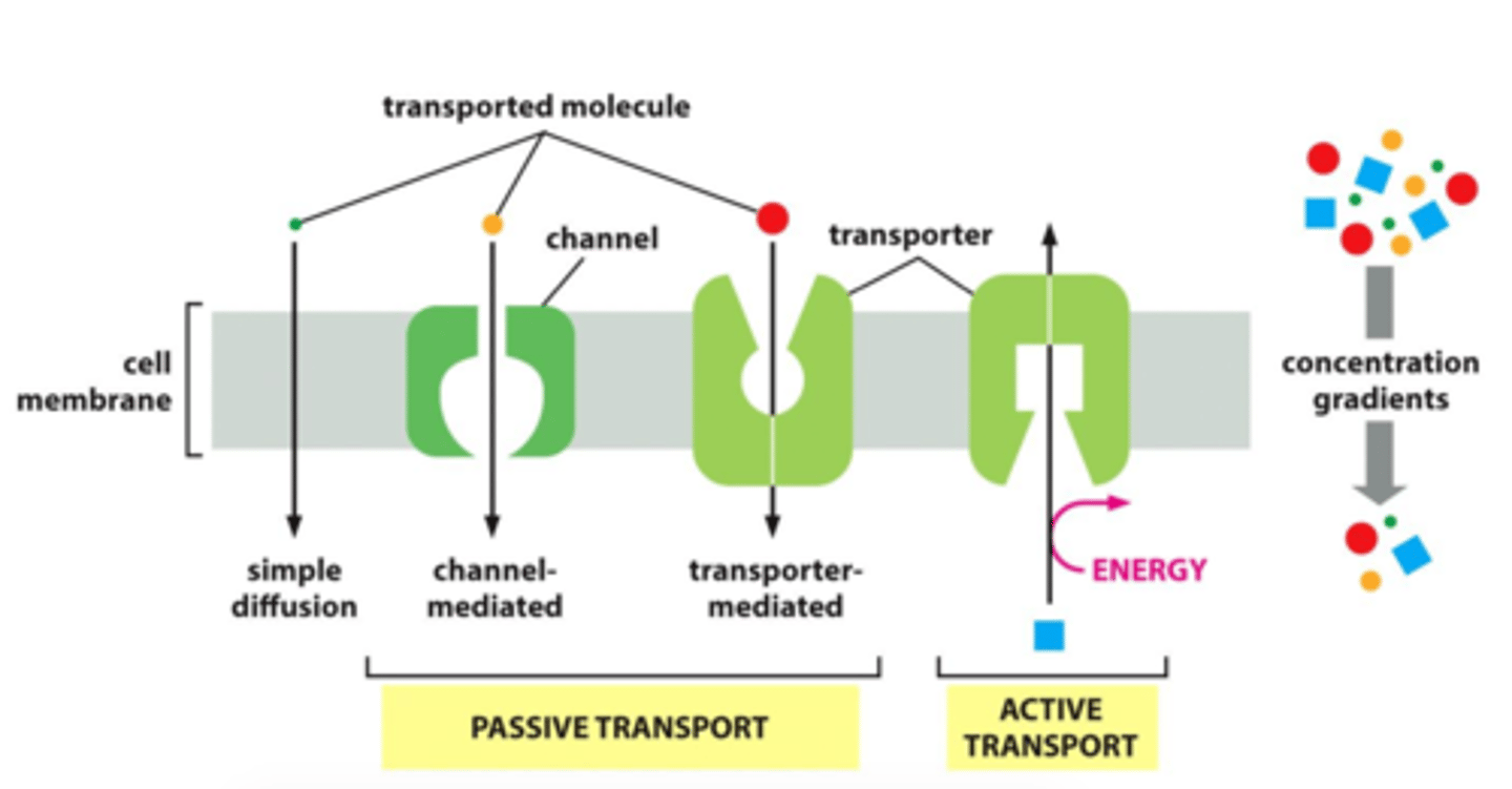 <p>- Passiv transport: ej energikrävande, sker med koncentrationsgradienter med hjälp av membrankanaler/transportörer</p><p>- Aktiv transport: sker mot en koncentrationsgradient, kräver transportproteiner och energi, t.ex Na/K-pump </p>
